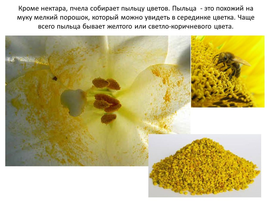 Много пыльцы растение