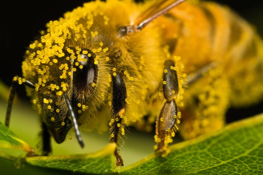 Пчелиная пыльца (Bee pollen)