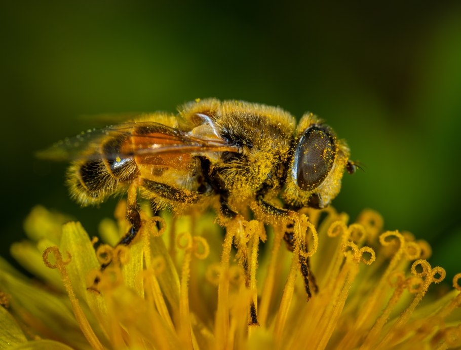Пчелиная пыльца (Bee pollen)
