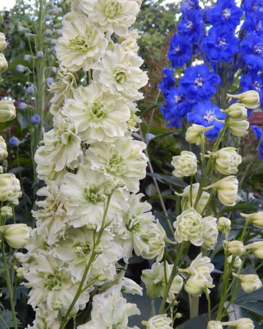 Дельфиниум новозеландский