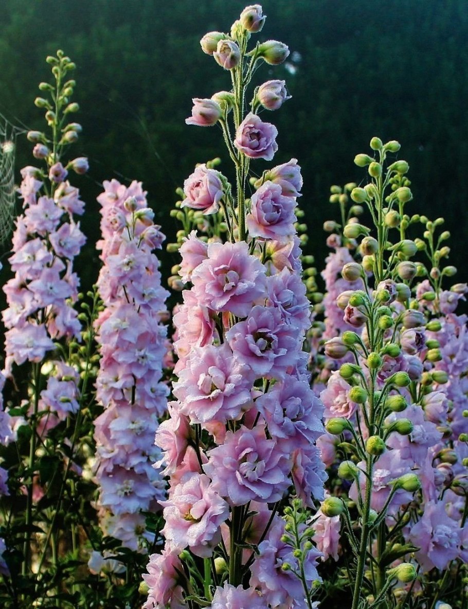 Дельфиниум новозеландский ультрафиолет