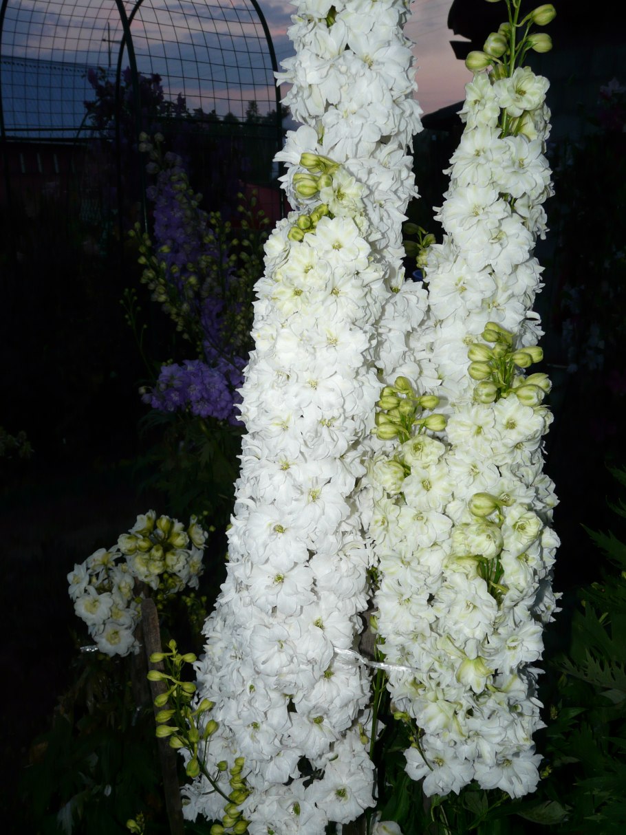 Новозеландский дельфиниум Гавриш