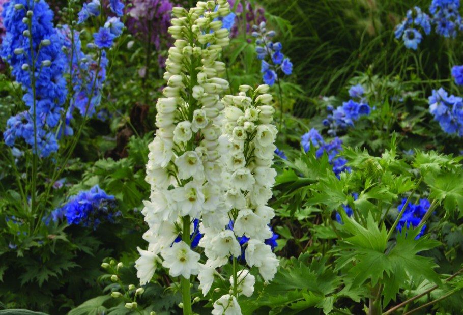 Дельфиниум новозеландский