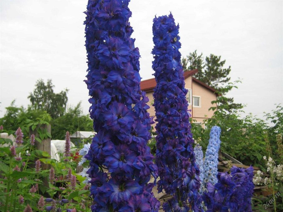 Дельфиниум Purple passion