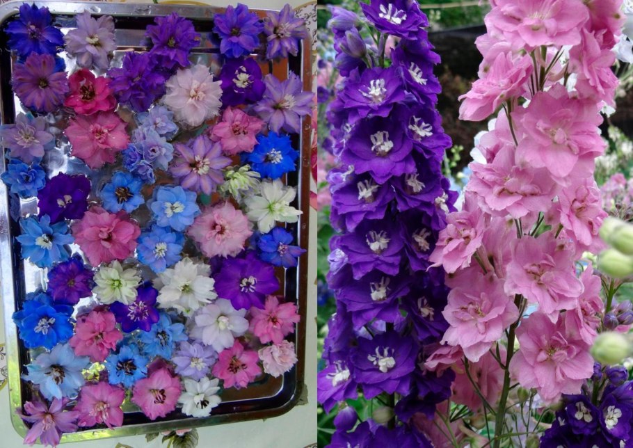 Дельфиниум новозеландский гигант румянец