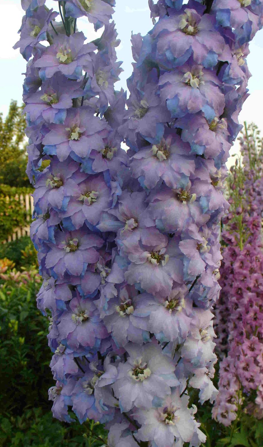 Дельфиниум многолетний новозеландский гигант