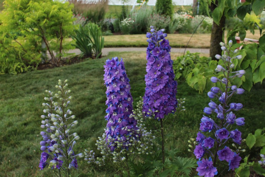 Дельфиниум новозеландский