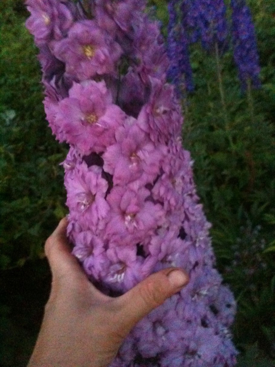 Дельфиниум новозеландский