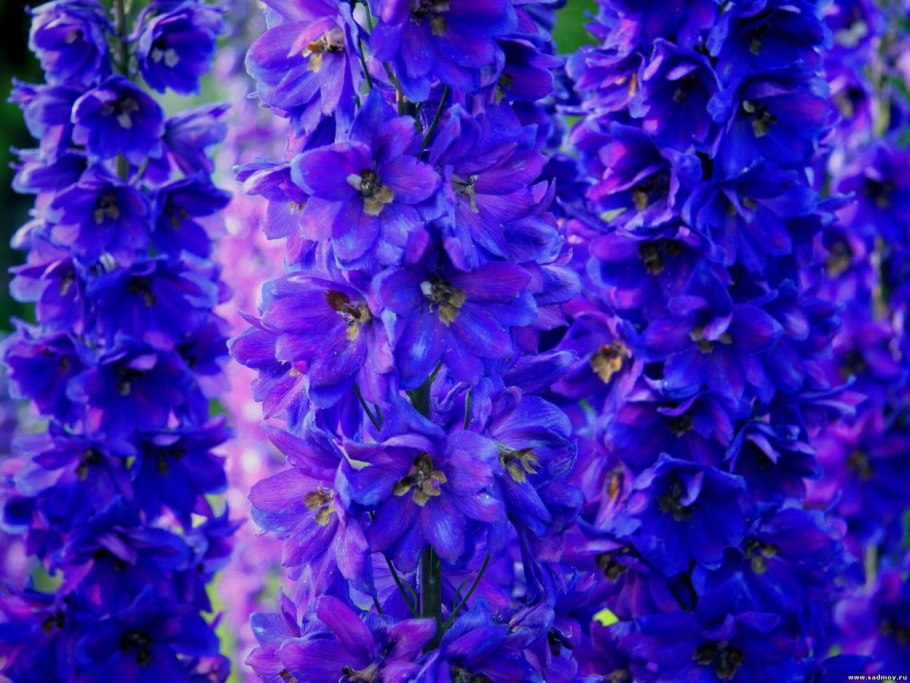 Дельфиниум Pacific giant