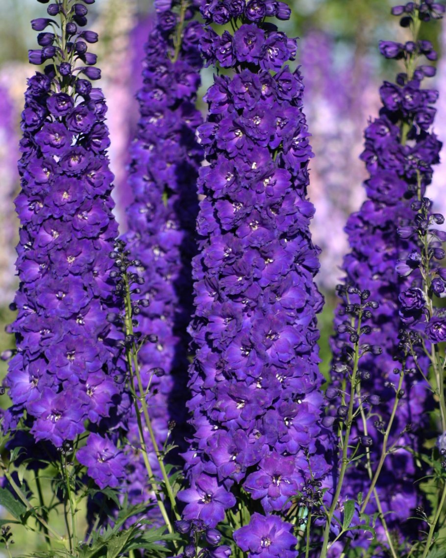 Дельфиниум многолетний новозеландский