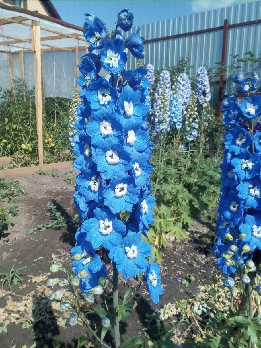 Дельфиниум новозеландский