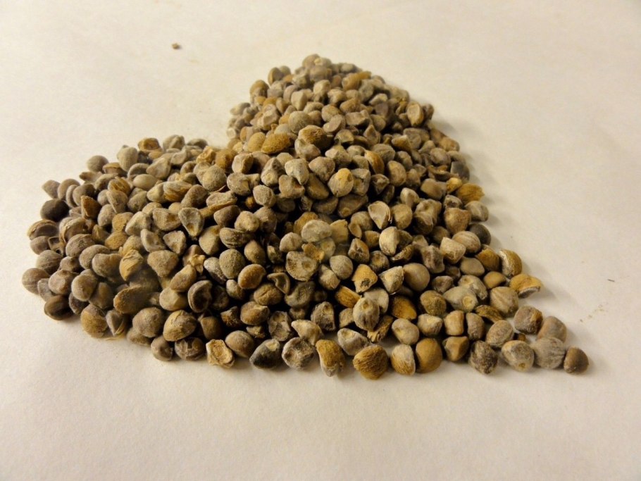 Малая Гавайская древовидная роза