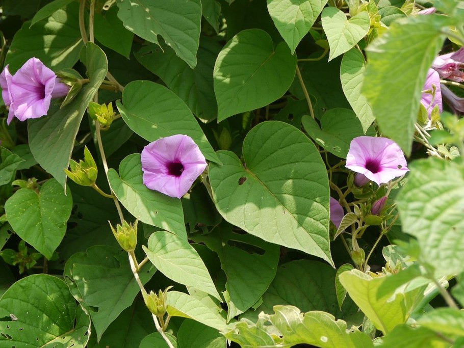 Гибискус китайский Hibiscus Rosa-sinensis