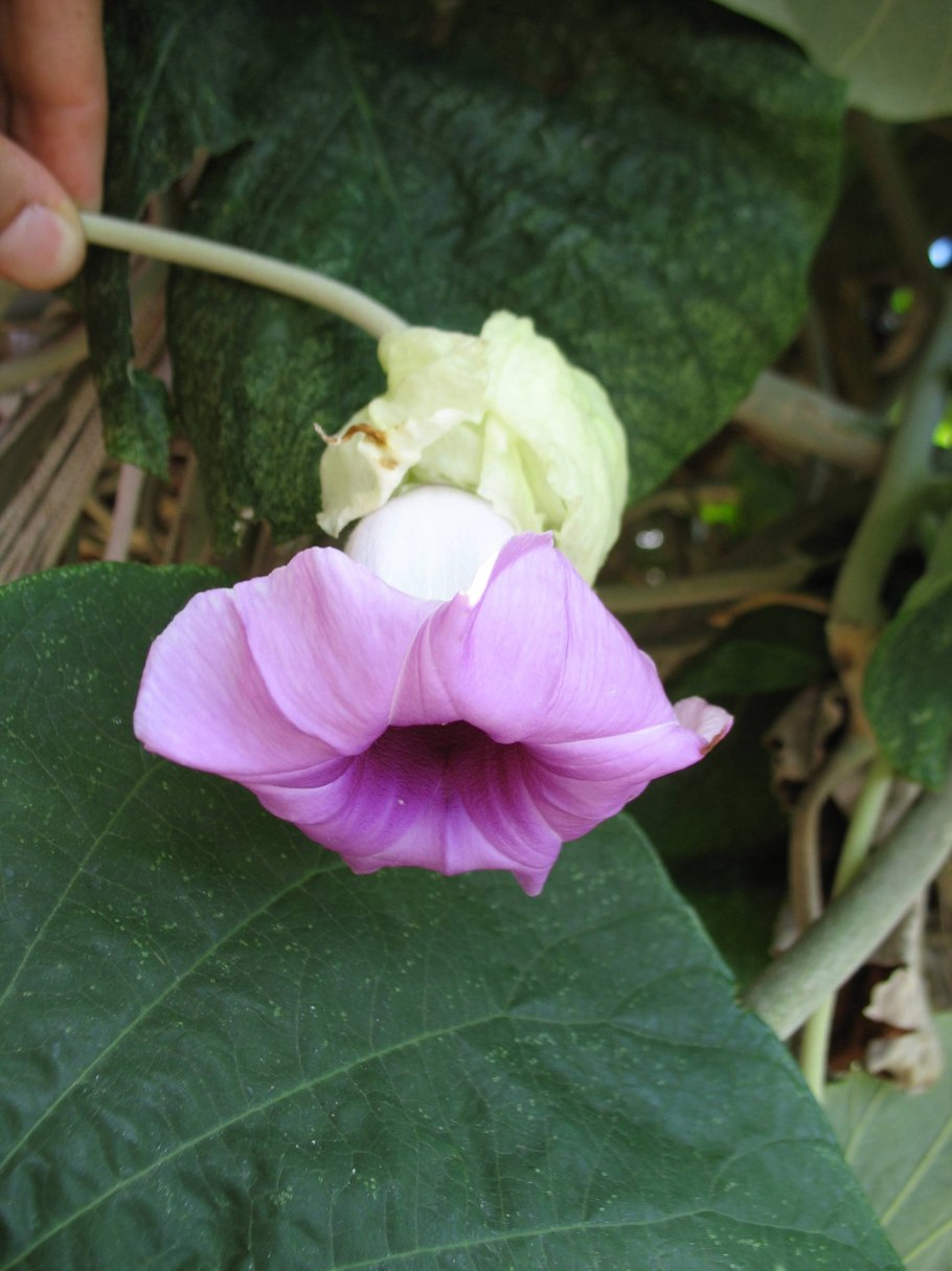 Роза Гавайская (Argyreia nervosa)