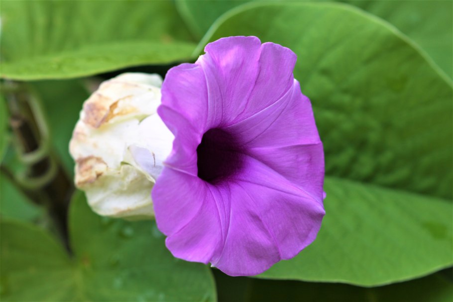 Hawaiian Woodrose Thailand