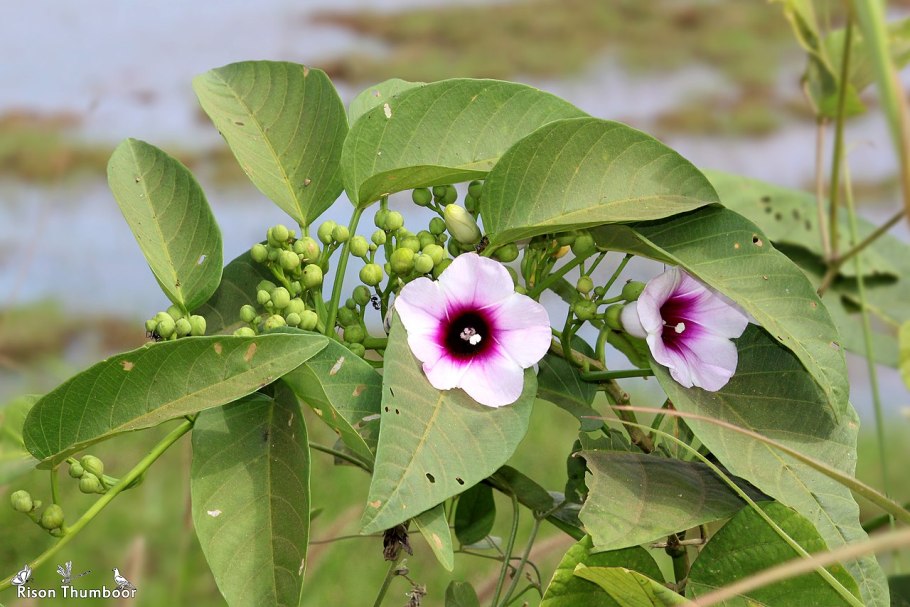 Роза Гавайская (Argyreia nervosa)