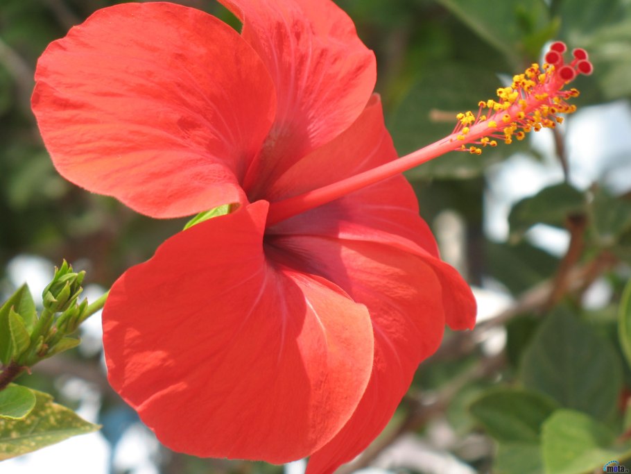 Роза Гавайская (Argyreia nervosa)