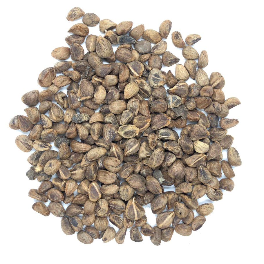 Гавайская древовидная роза семена