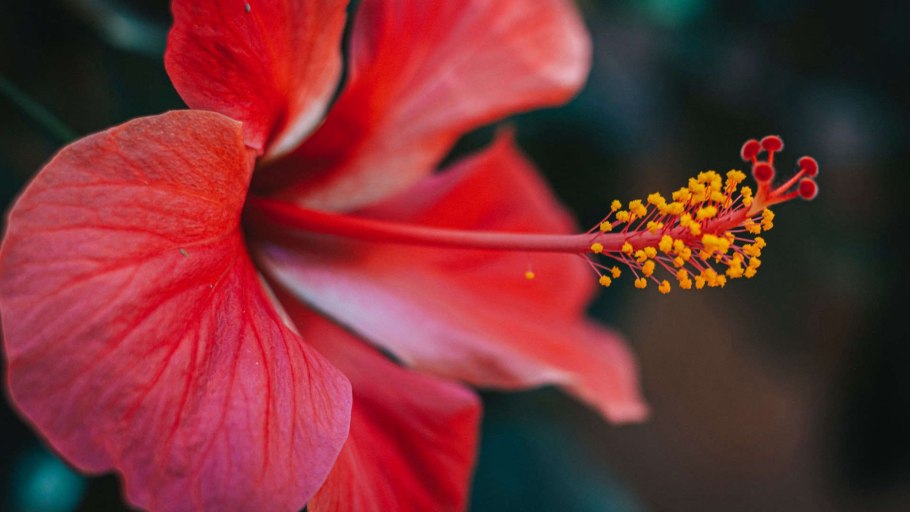 Venetie гибискус