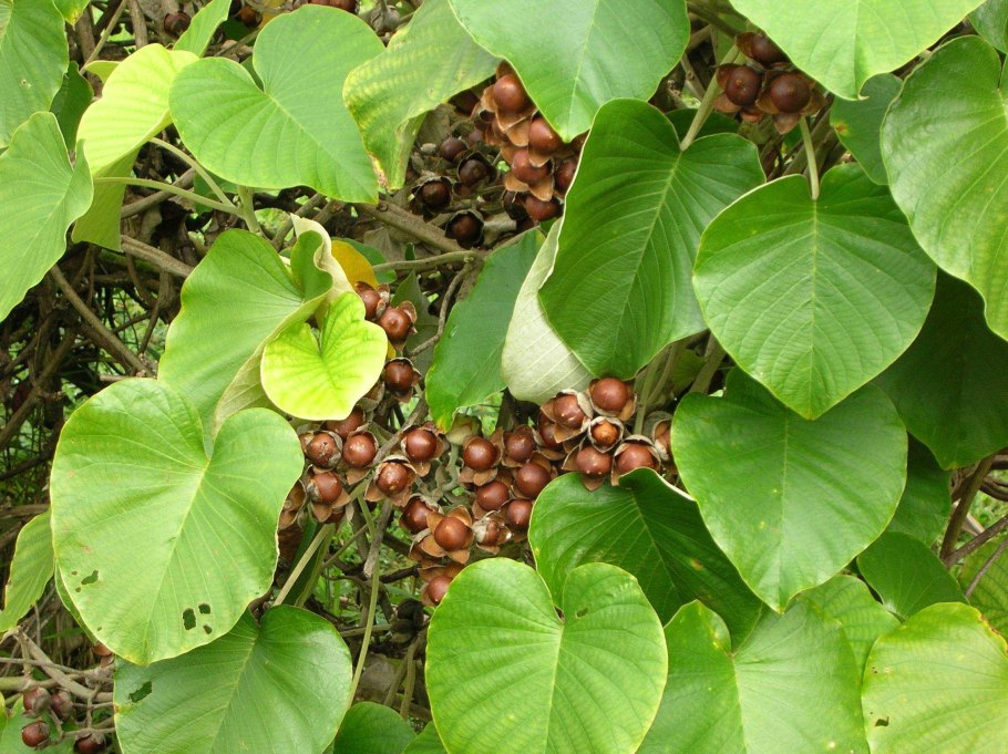 Роза Гавайская (Argyreia nervosa)