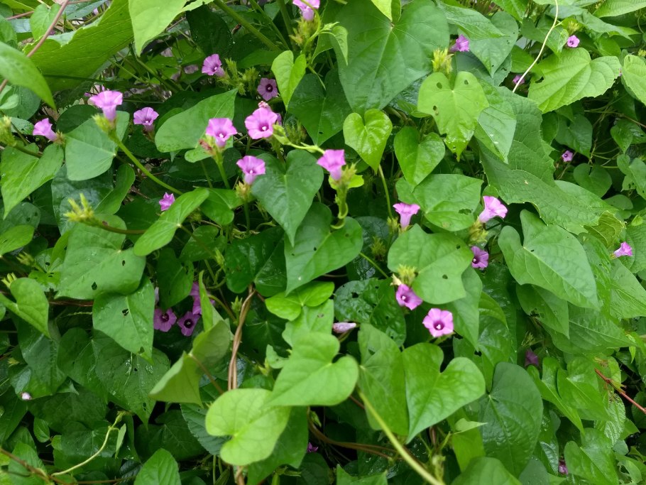 Гондурас эритрина