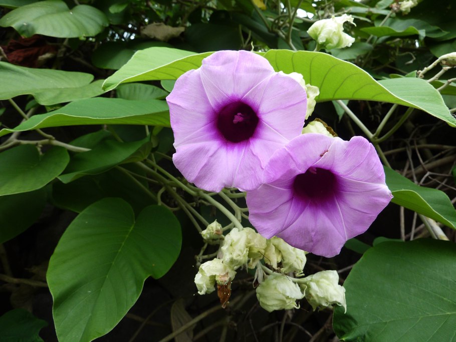 Гавайская роза, Аргирея