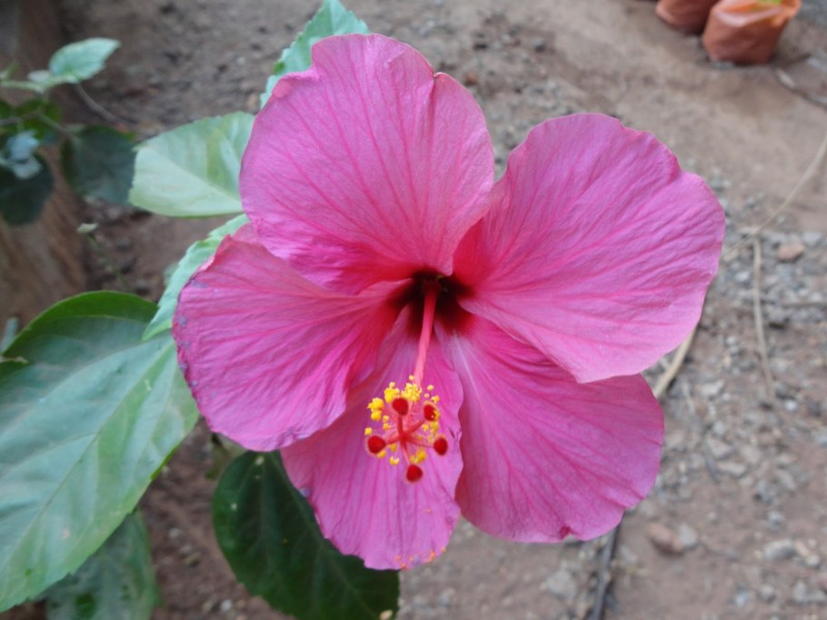 Семена гавайской розы