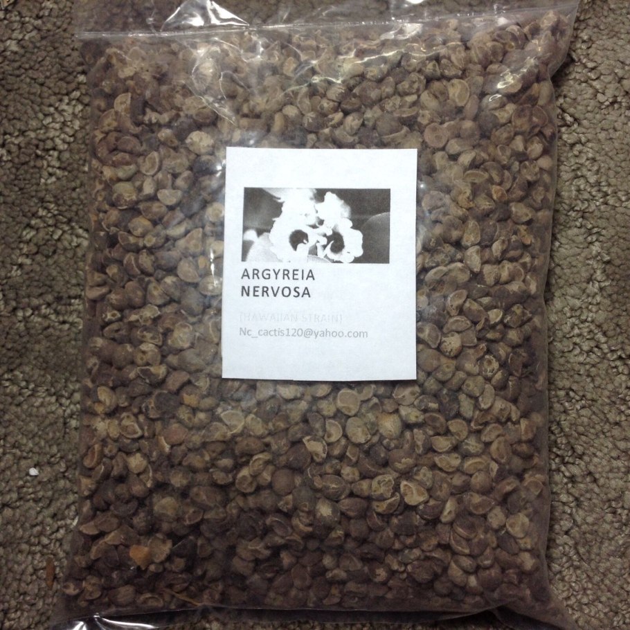 Семена гавайской розы