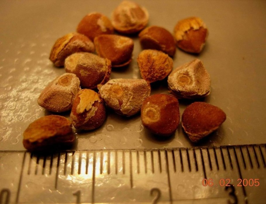 Аргирея жилистая