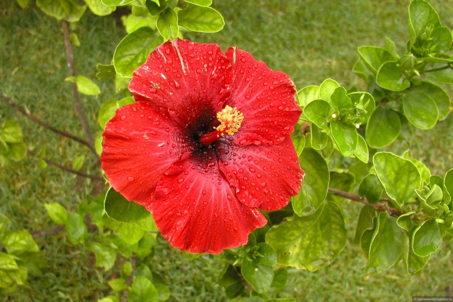 Роза Гавайская