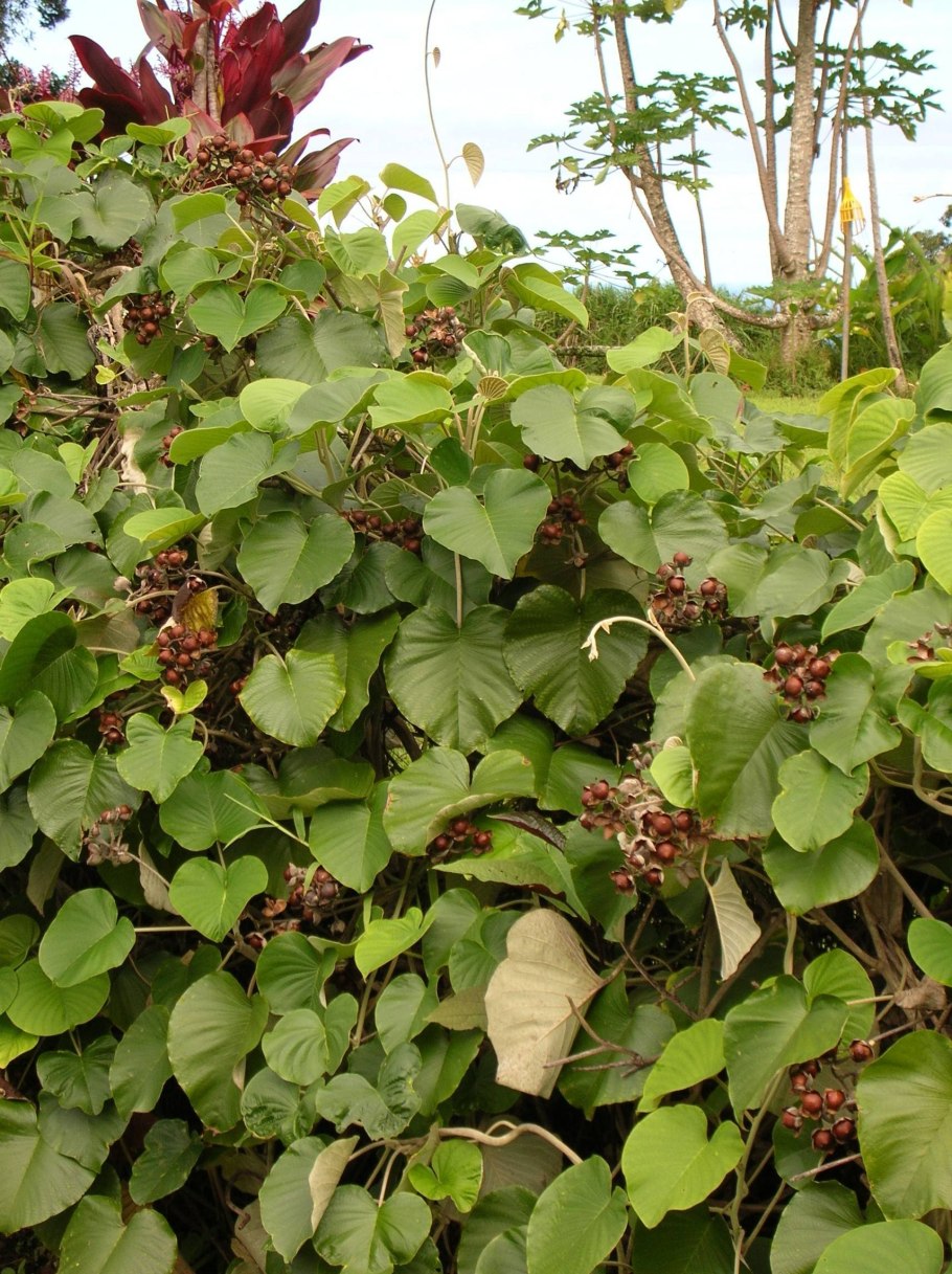 Малая Гавайская древовидная роза