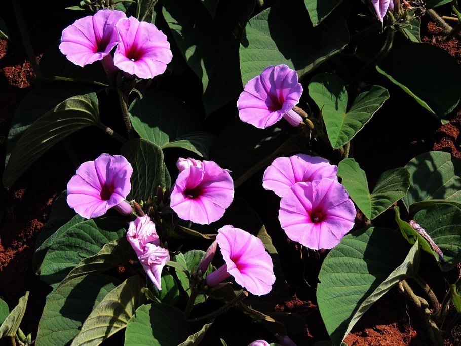 Гавайская древовидная роза семена