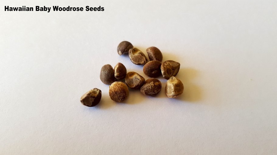 Гавайская роза древесная семена