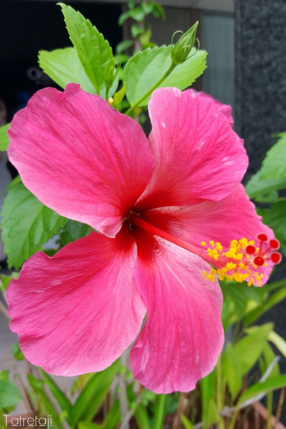 Hawaiian Yellow гибискус