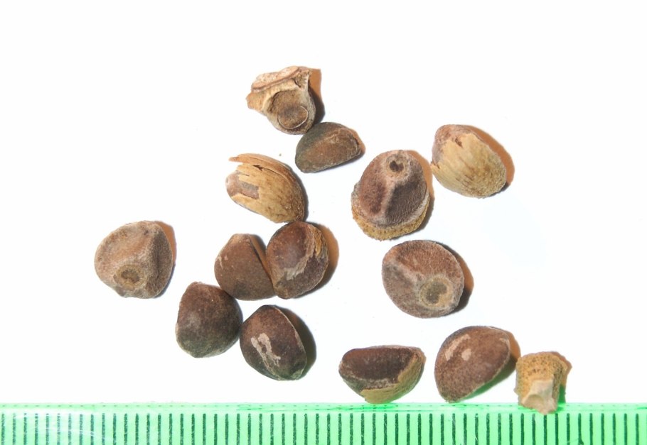 Аргирея жилистая семена