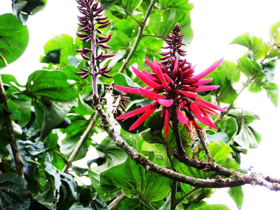 Вьюнок голубой лазурит