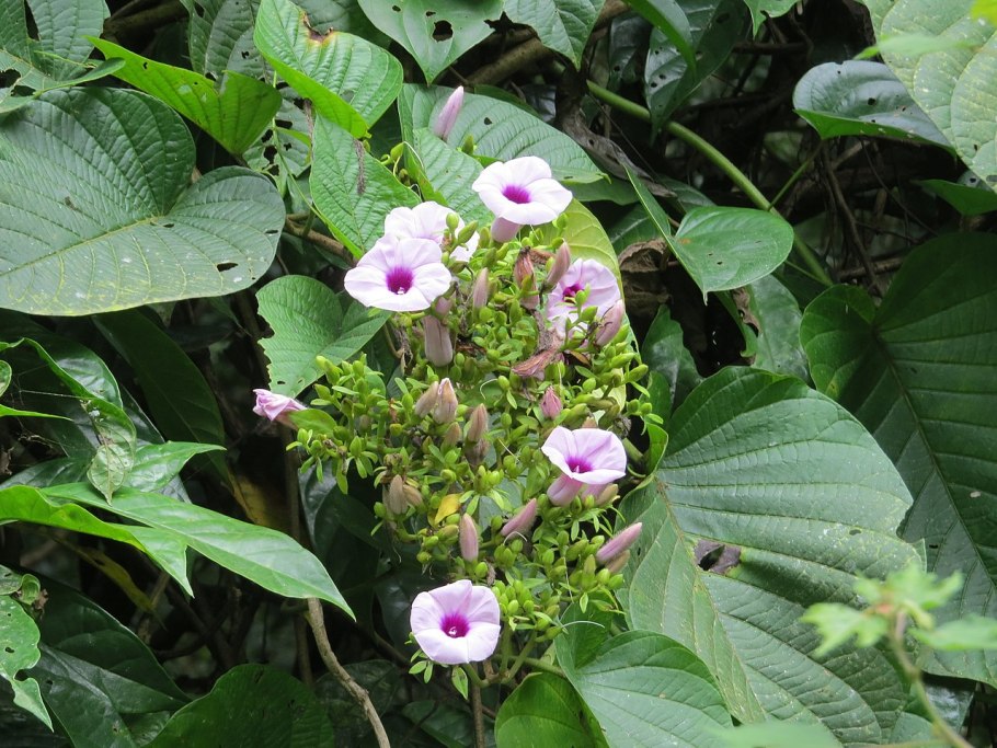 Гибискус Гавайский розовый