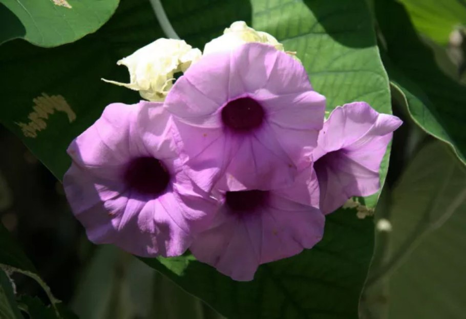 Роза Гавайская (растение вида Argyreia nervosa)