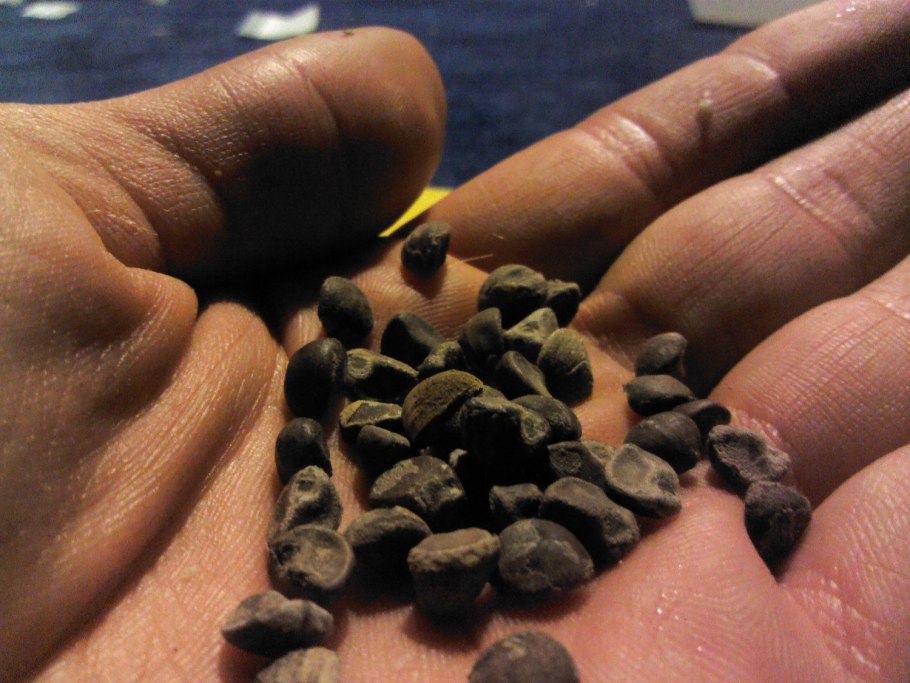 Гавайская древовидная роза семена