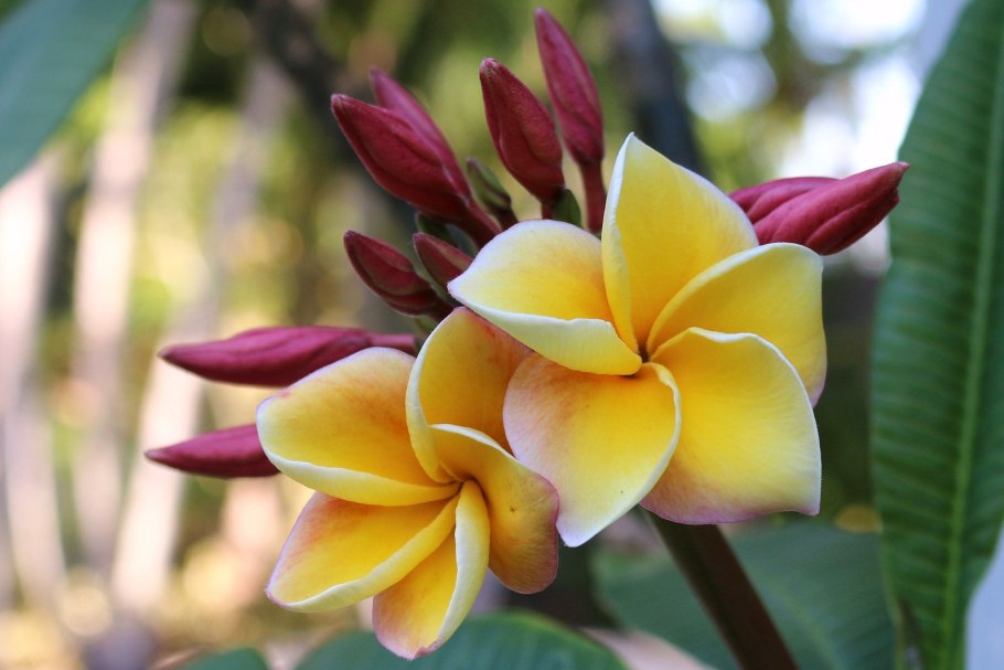 Гибискус Гавайский розовый