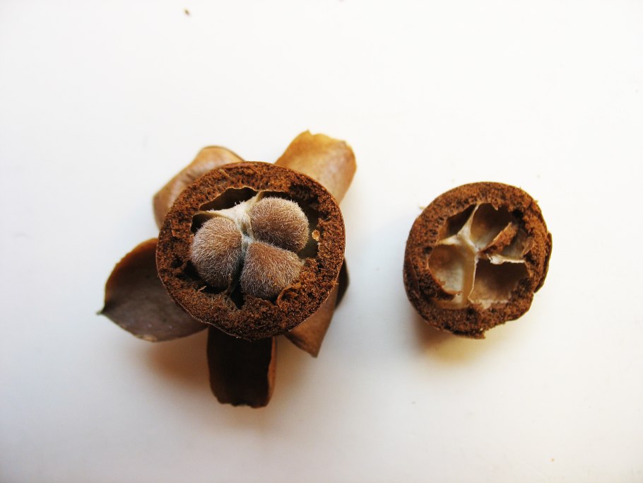 Семена гавайской розы