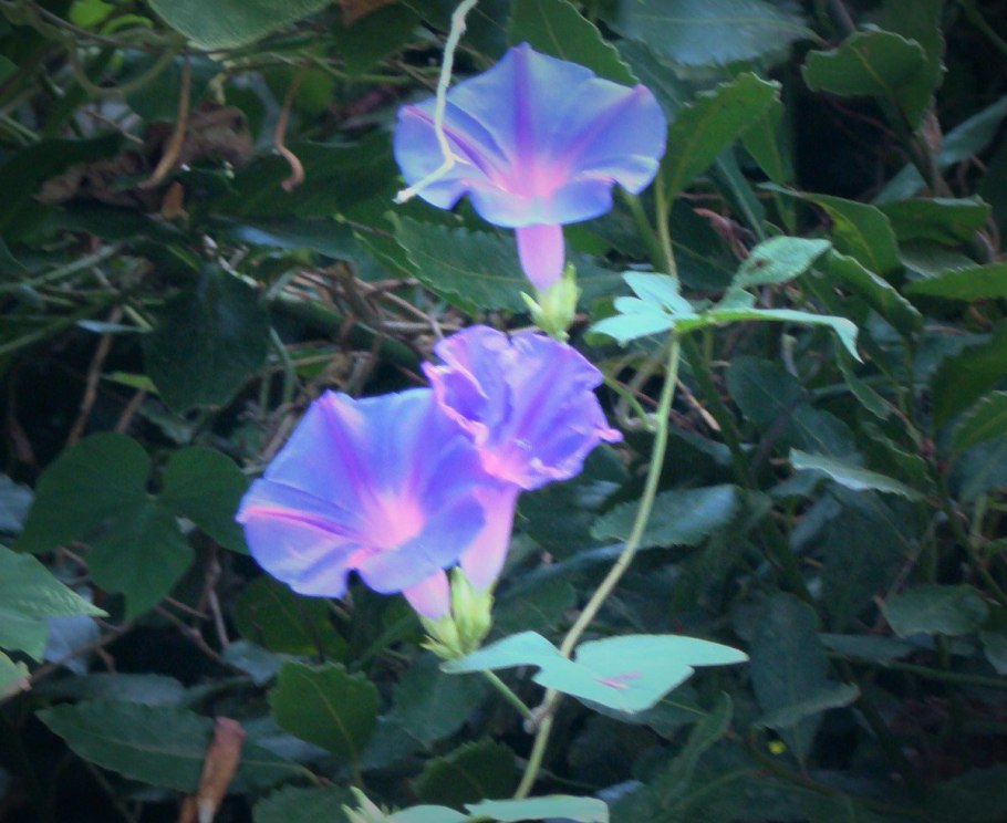 Ипомея Гавайская роза