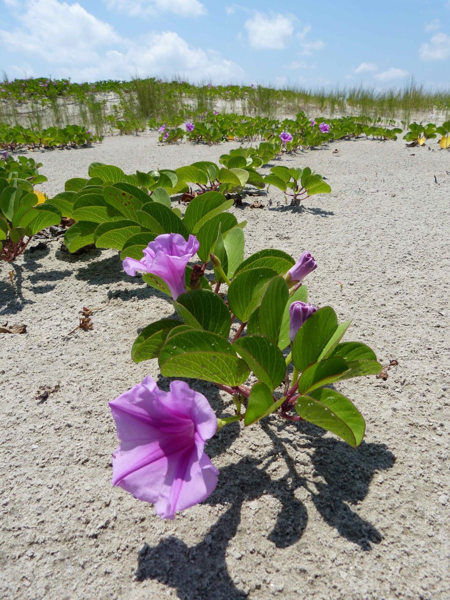 Гибискус athenacus