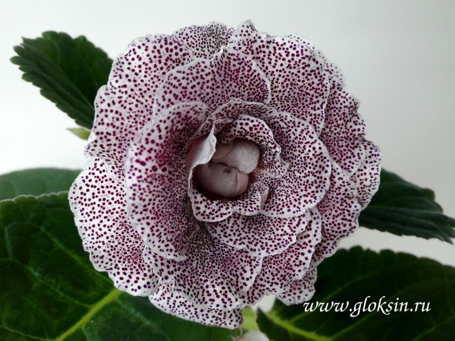 Гибискус пестик