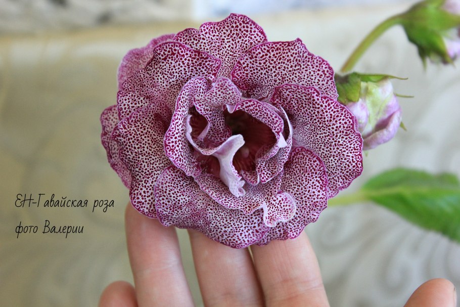 Гибискус Лагос