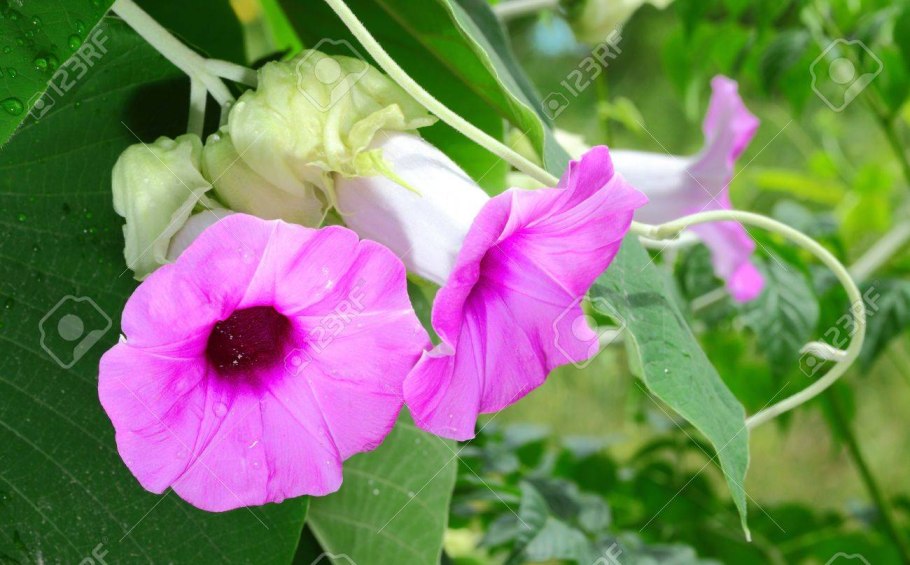 Ипомея трилоба