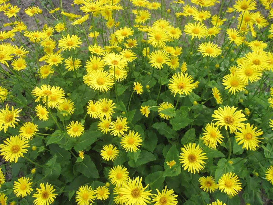 Дороникум желтая Ромашка козульник