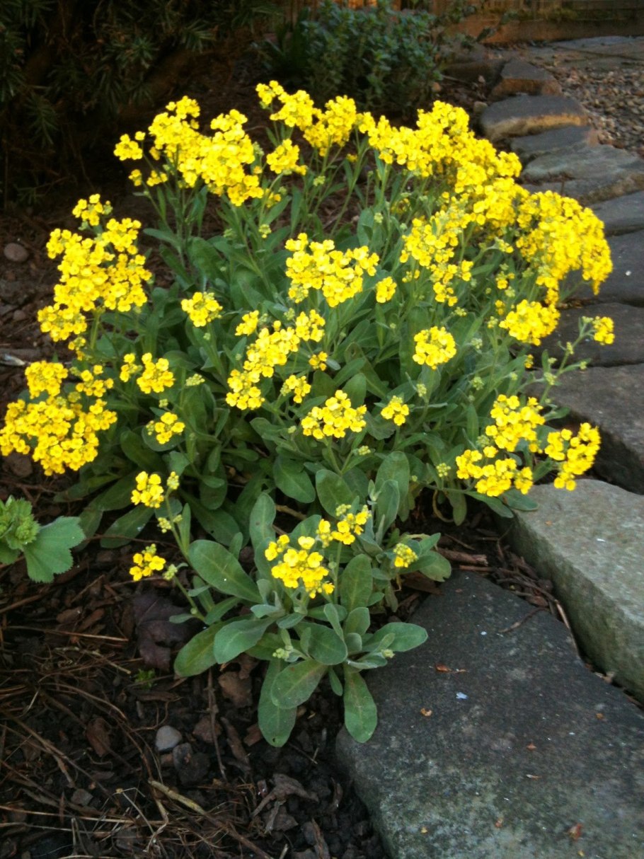 Alyssum montanum 'Berggold'