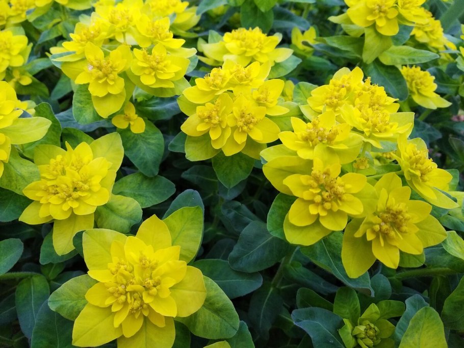 Молоспц многоуветковвй