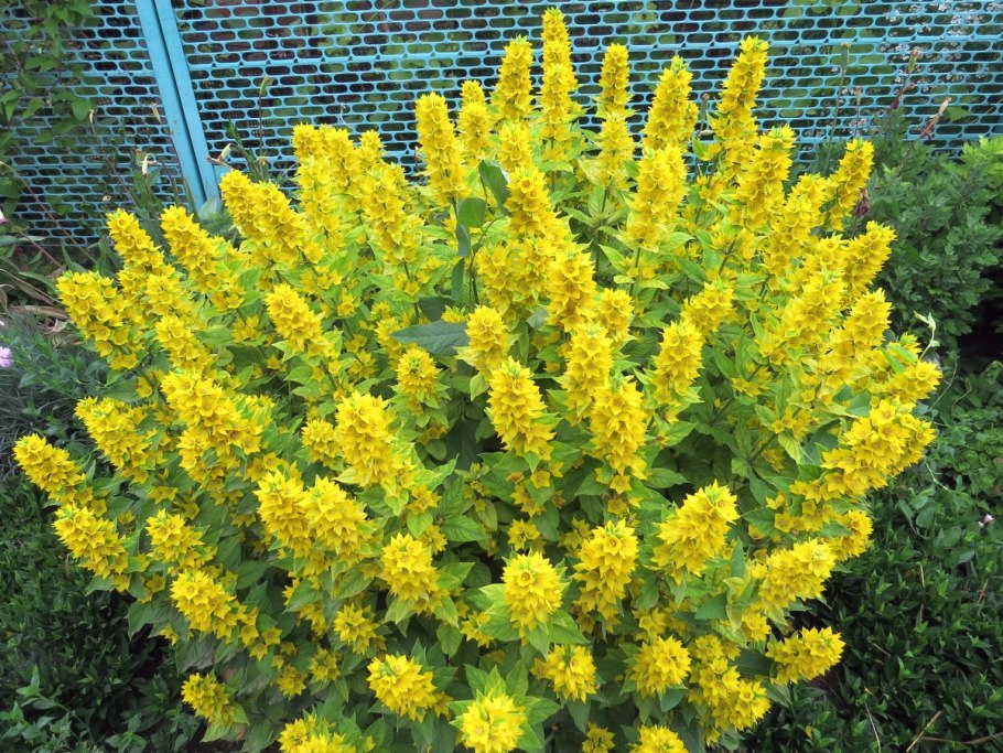 Вербейник точечный (Lysimachia punctata)